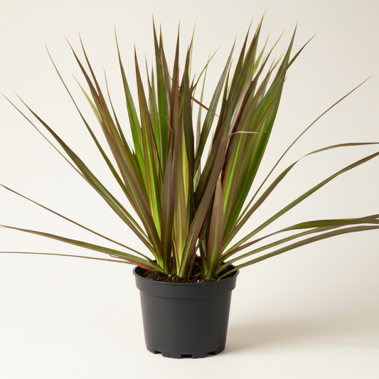 Dracaena 'Marginata Magenta'