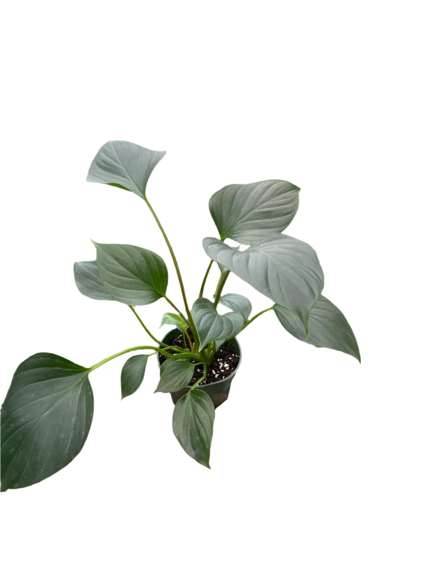 Homalomena 'Emerald Gem'