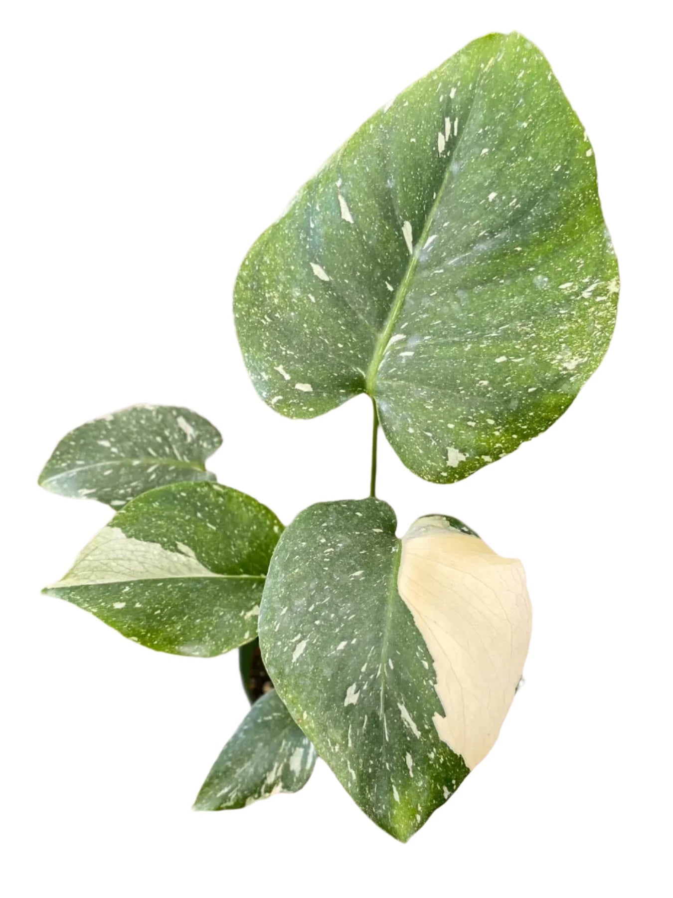 Monstera 'Thai Constellation'