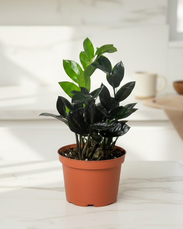 ZZ Zamioculcas Black Queen