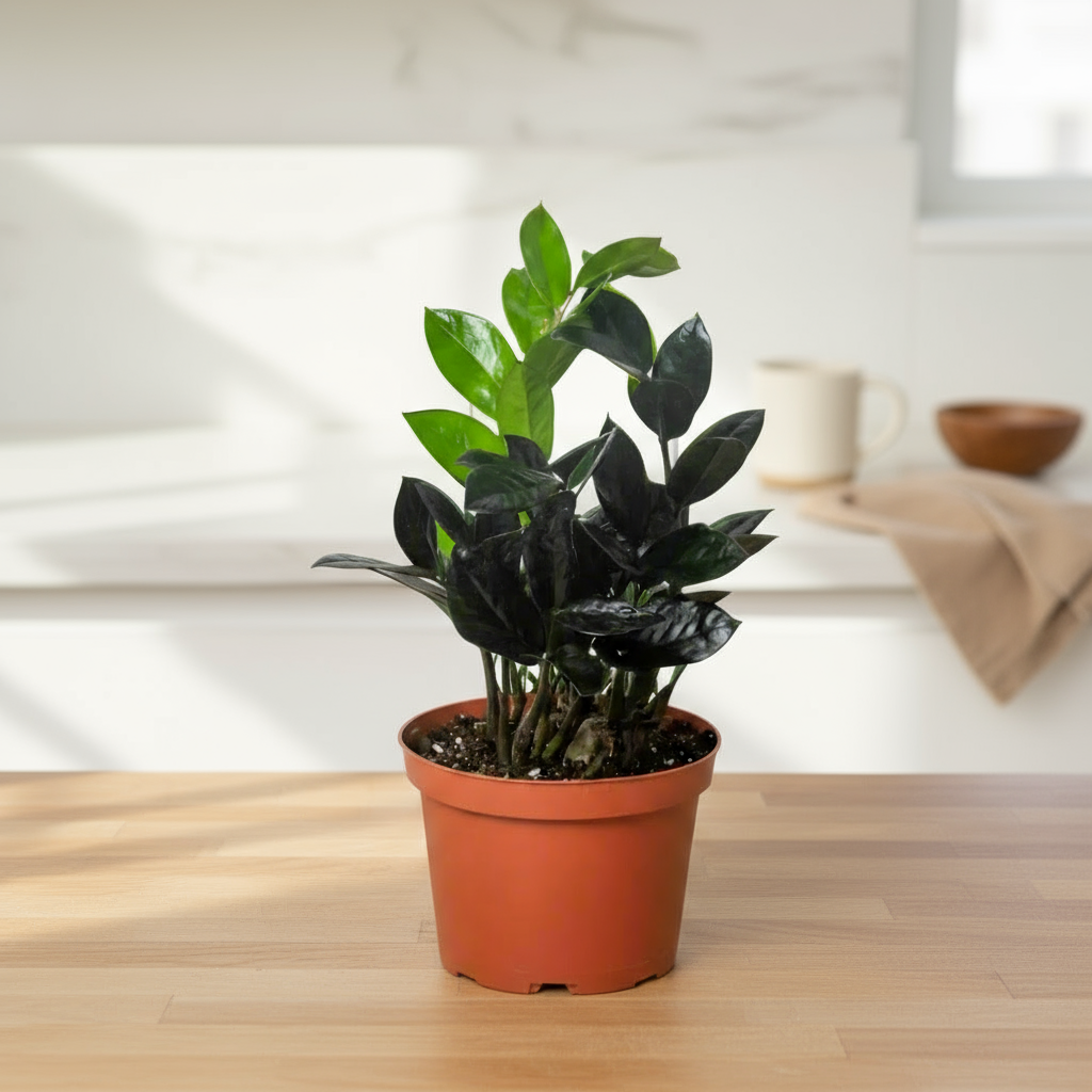 ZZ Zamioculcas 'Black Queen'