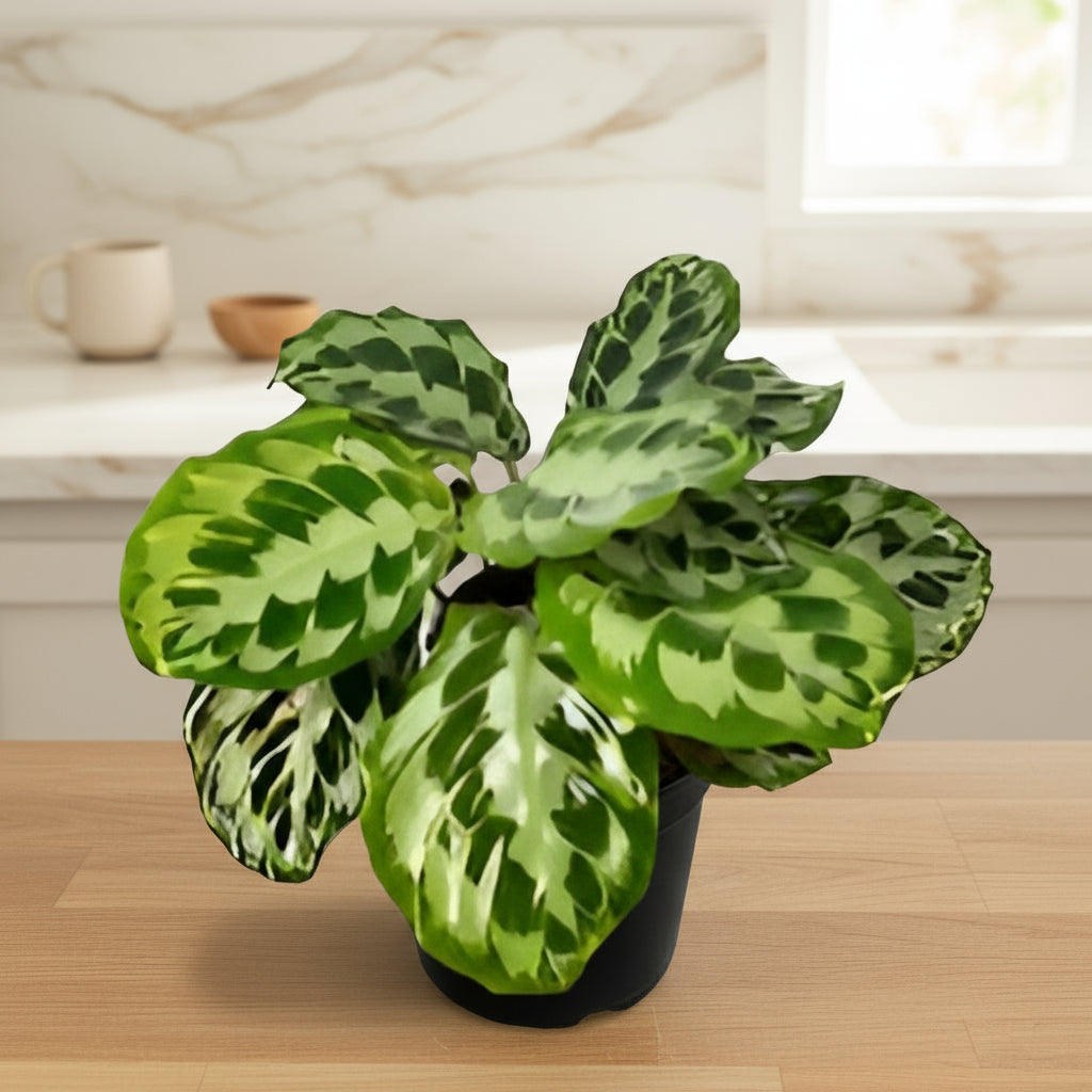 Calathea Kennedy
