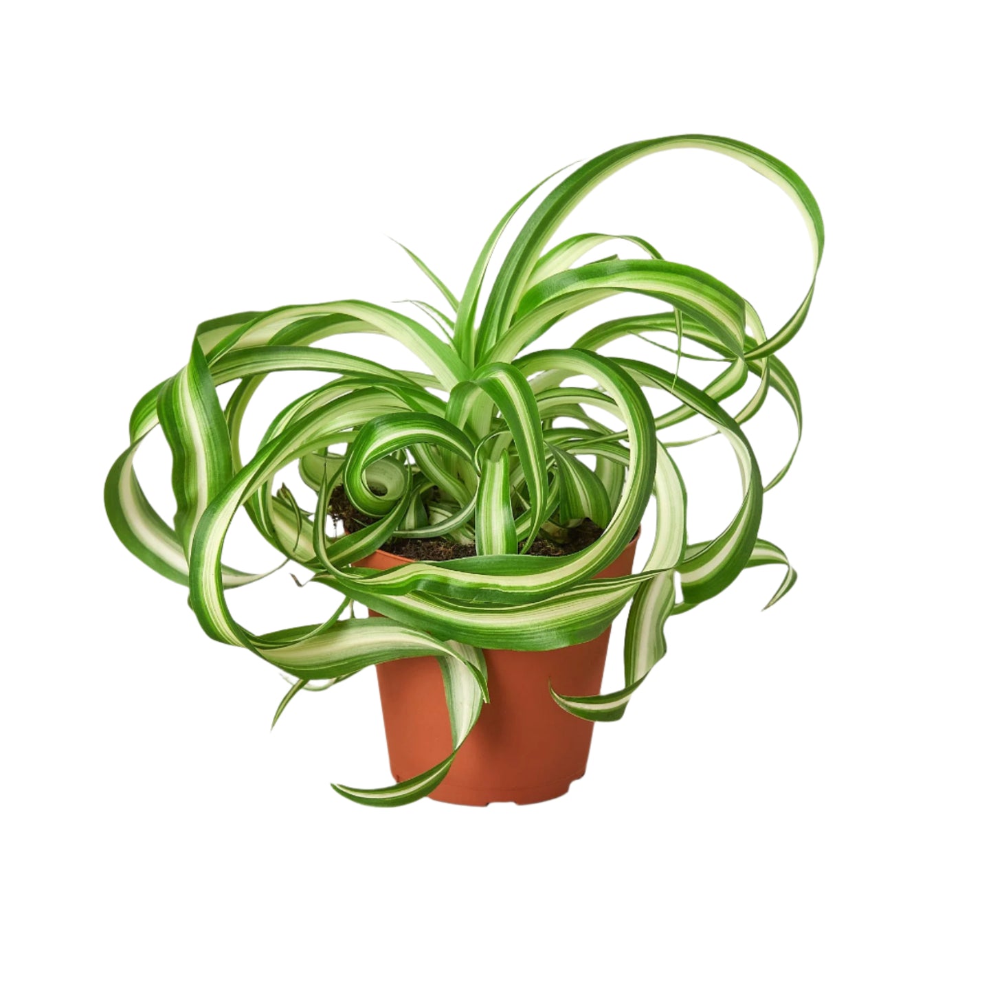 Spider Plant 'Bonnie'