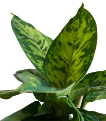 Homalomena 'Camouflage'
