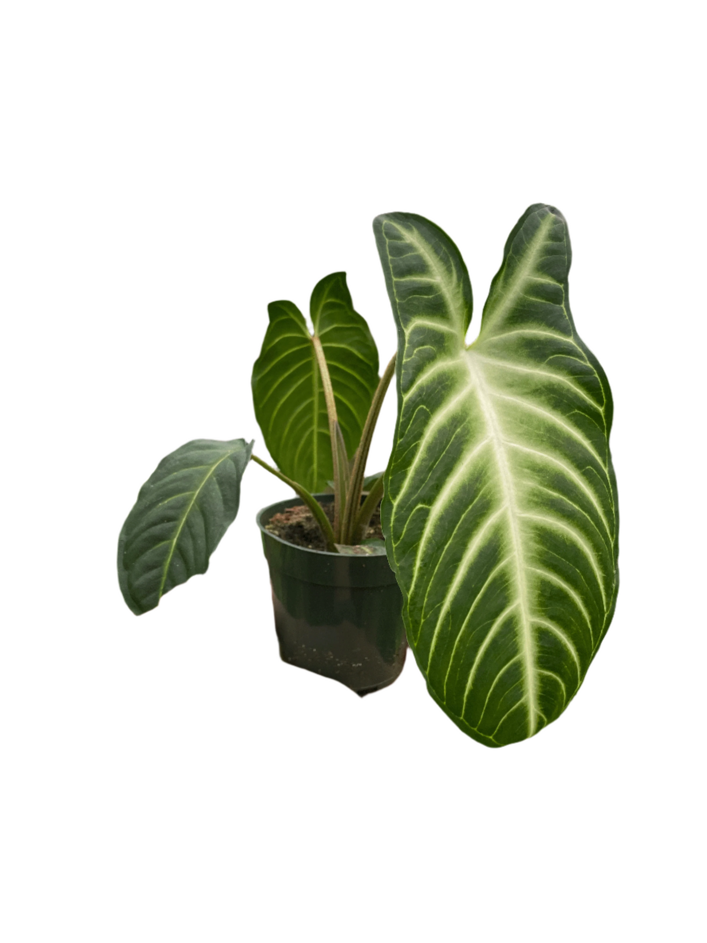 Xanthosoma 'Lendenii'