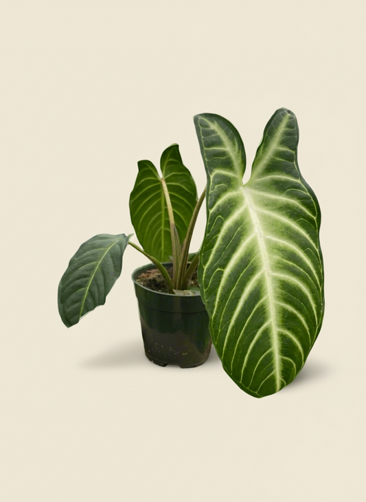 Xanthosoma 'Lendenii'